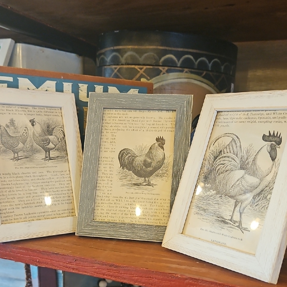 🐔Vintage Framed Chicken illustrations
